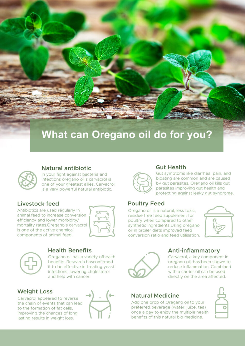 Oregano Essential Oil - Aetherial oils